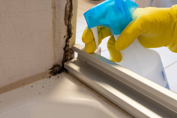 Best Post-Flood Mold Remediation in Woodruff, SC
