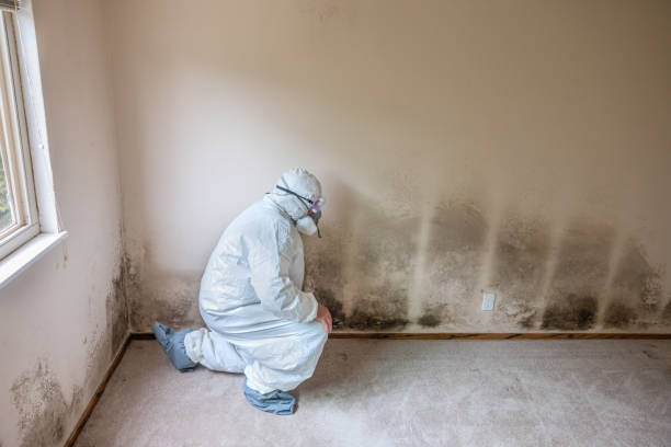 Best Residential Mold Remediation in Woodruff, SC