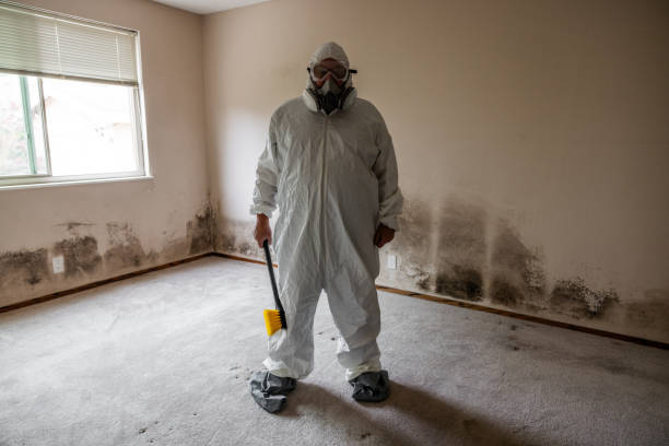 Best Black Mold Remediation in Woodruff, SC