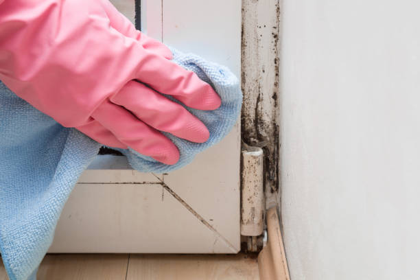 Best Kitchen Mold Remediation in Woodruff, SC